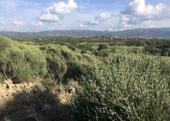 WhatsApp Image 2026-02-06 at 18.38.40 (2).jpeg - Casale Aglientu - photo 7