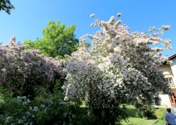 Casa indipendente Chez Ramin, Fénis - foto 24