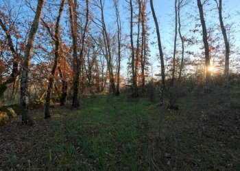 Giardino - Terreno agricolo Mazzano Romano - foto 22