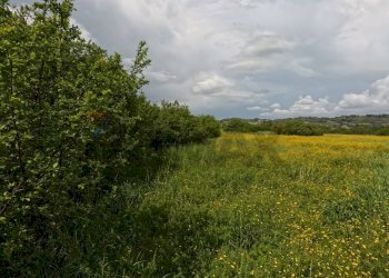 Giardino - Agricultural land Campagnano di Roma - photo 16