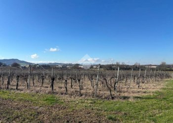 Terreno agricolo Via San Francesco, Valsamoggia (zona Albareto - Mulini Nuovi) - foto 2