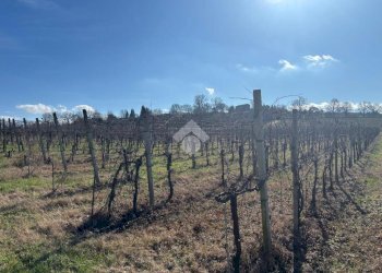 Terreno agricolo Via San Francesco, Valsamoggia (zona Albareto - Mulini Nuovi) - foto 4