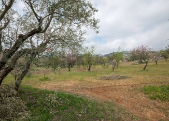 Giardino - Villa contrada saldano  rabulgino, Piazza Armerina - foto 39