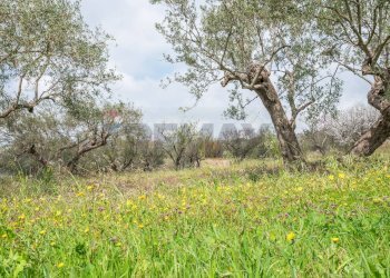 Giardino - Villa contrada saldano  rabulgino, Piazza Armerina - foto 46