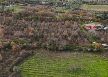 Giardino - Terreno edificabile Contrada Calderara
 
snc, Randazzo - foto 6