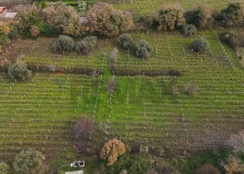 Giardino - Terreno edificabile Contrada Calderara
 
snc, Randazzo - foto 21