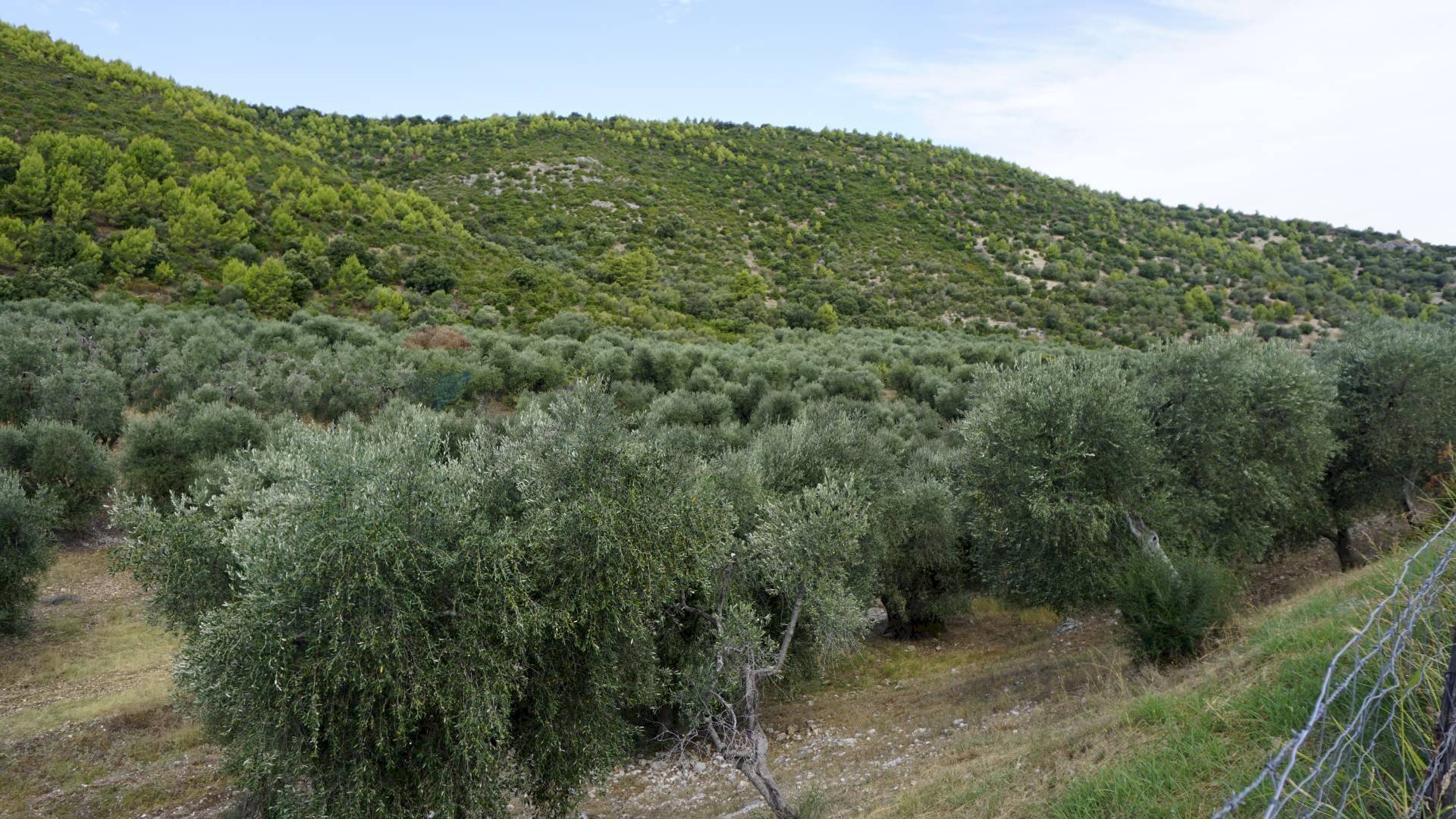 terreno - Terreno agricolo Località Perazzeta, Vieste - foto 3