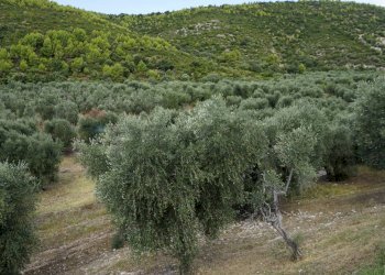 terreno - Terreno agricolo Località Perazzeta, Vieste - foto 1