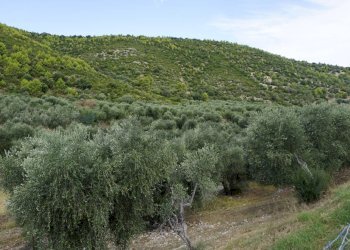 terreno - Terreno agricolo Località Perazzeta, Vieste - foto 3