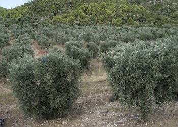 terreno - Terreno agricolo Località Perazzeta, Vieste - foto 4