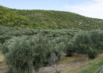 terreno - Terreno agricolo Località Perazzeta, Vieste - foto 5