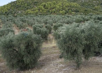 terreno - Terreno agricolo Località Perazzeta, Vieste - foto 6
