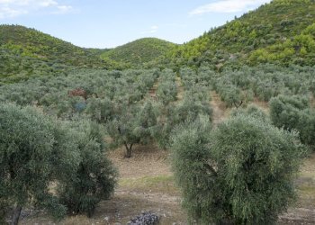 terreno - Terreno agricolo Località Perazzeta, Vieste - foto 7