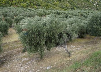 terreno - Terreno agricolo Località Perazzeta, Vieste - foto 8
