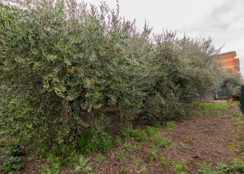 Giardino - Terreno edificabile Via Bompensiere
 
snc, Roma - foto 7