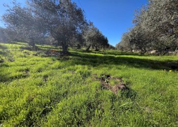 Giardino - Independent house C.da Giambra
 
snc, Cassaro - photo 28