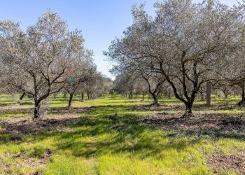 Giardino - Independent house C.da Giambra
 
snc, Cassaro - photo 32
