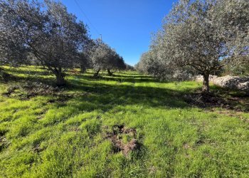 Giardino - Independent house C.da Giambra
 
snc, Cassaro - photo 33