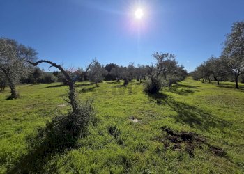 Giardino - Independent house C.da Giambra
 
snc, Cassaro - photo 37