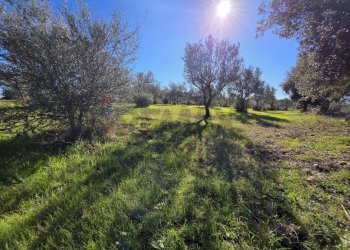 Giardino - Independent house C.da Giambra
 
snc, Cassaro - photo 43