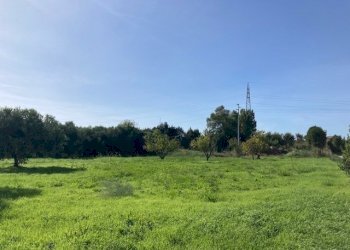 IMG_8735.jpg - Terreno agricolo Pisa - foto 1