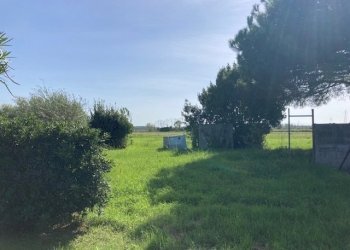 IMG_8733.jpg - Terreno agricolo Pisa - foto 2