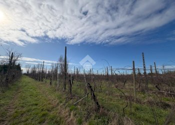 Agricultural land Via Basilica, Ravenna (neighborhood Sant'Alberto) - photo 7