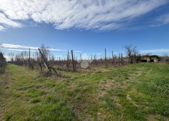 Agricultural land Via Basilica, Ravenna (neighborhood Sant'Alberto) - photo 10