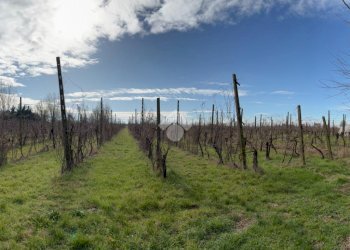 Agricultural land Via Basilica, Ravenna (neighborhood Sant'Alberto) - photo 11