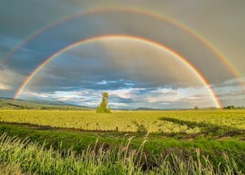 Terreno agricolo Forlì - foto 1