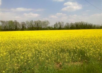 Terreno edificabile Forlì - foto 1