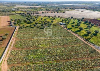 Foto 11 - Terreno agricolo Contrada Monte Polisetta
Sn, Polignano a Mare - foto 11
