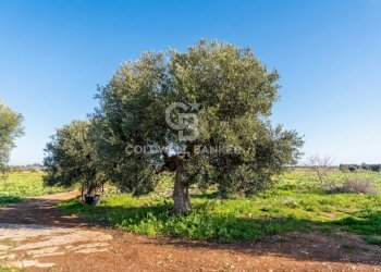 Foto 13 - Terreno agricolo Contrada Monte Polisetta
Sn, Polignano a Mare - foto 13