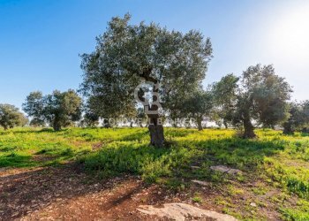 Foto 14 - Terreno agricolo Contrada Monte Polisetta
Sn, Polignano a Mare - foto 14
