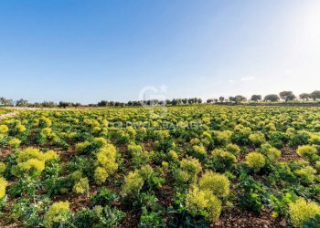 Foto 16 - Terreno agricolo Contrada Monte Polisetta
Sn, Polignano a Mare - foto 16