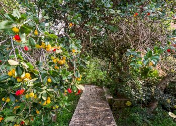 Giardino - Rustic Via Crocetta
 
39, Palermo - photo 18