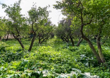 Giardino - Rustic Via Crocetta
 
39, Palermo - photo 38