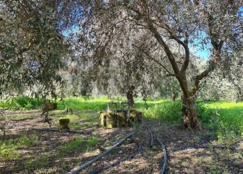 Giardino - Trilocale Contrada Santa Lenea S.S.385
 
snc, Lentini - foto 25