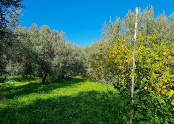 Giardino - Trilocale Contrada Santa Lenea S.S.385
 
snc, Lentini - foto 27