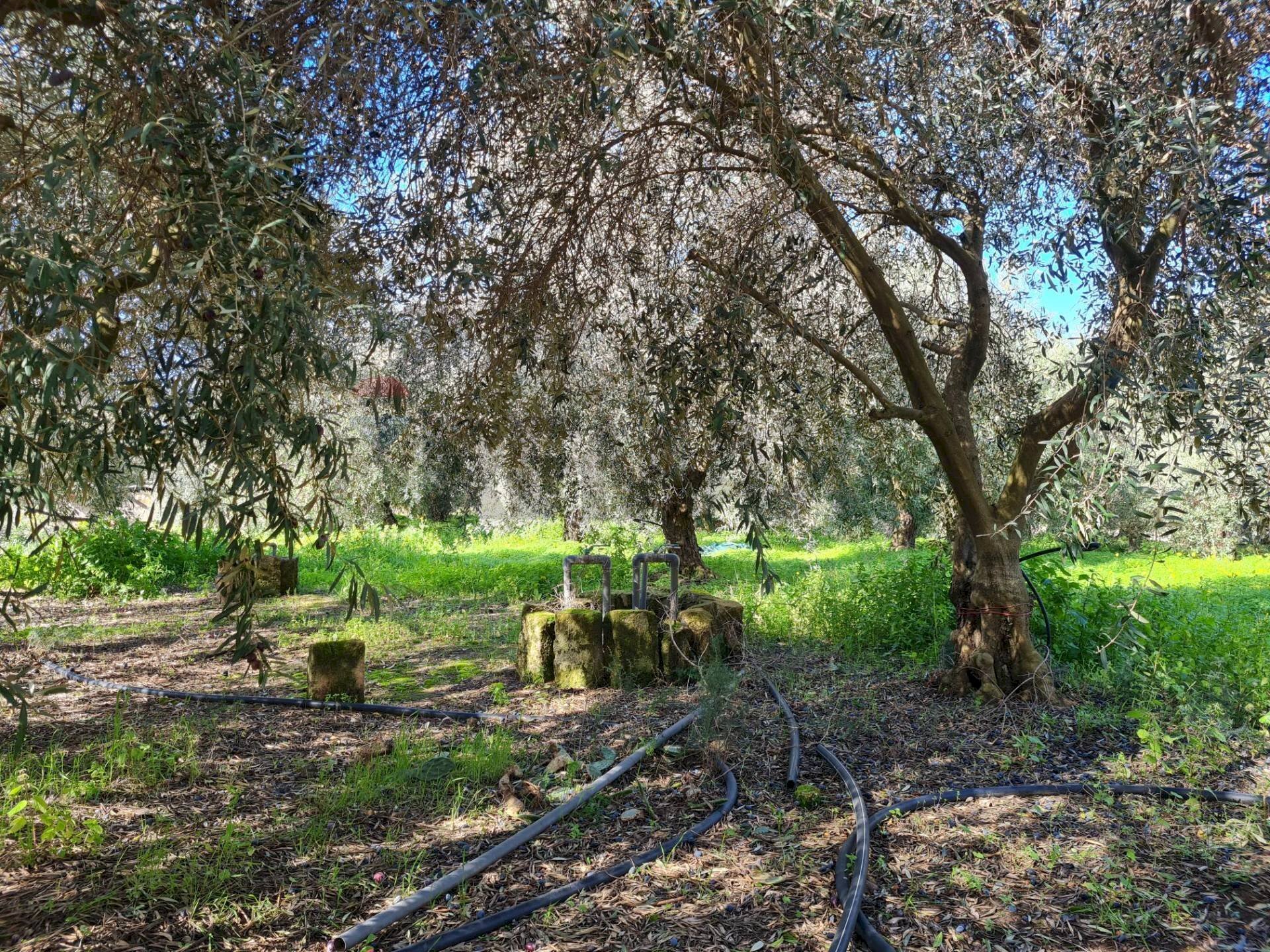 Giardino - Agricultural land Contrada Santa Lenea (Strada Statale 385)
 
snc, Lentini - photo 1