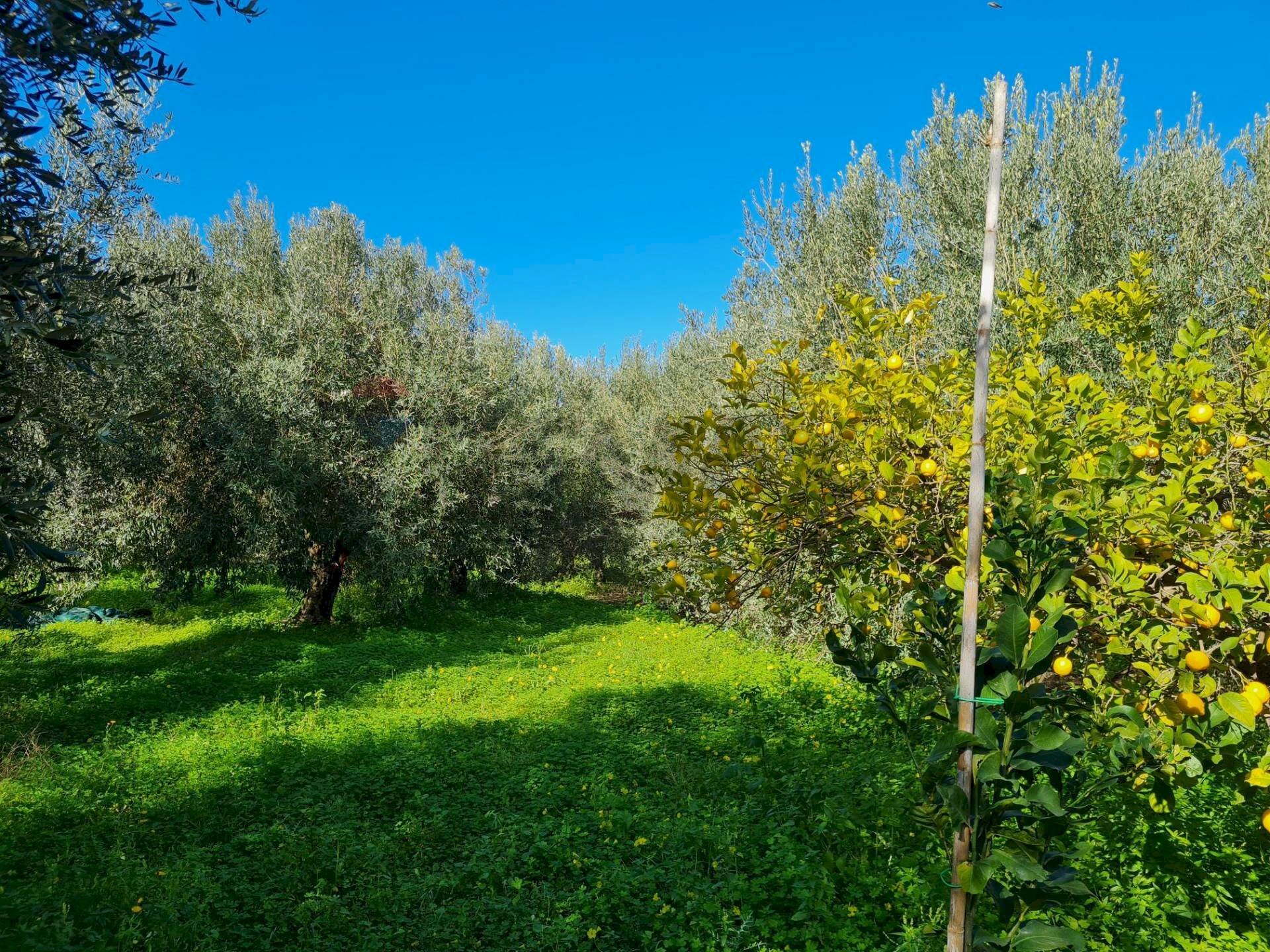 Giardino - Agricultural land Contrada Santa Lenea (Strada Statale 385)
snc, Lentini - photo 2