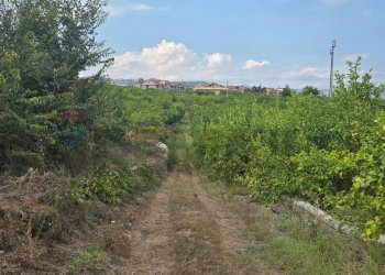 Giardino - Agricultural land Via Carlino
 
50, Mascali - photo 4