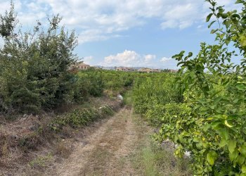 Giardino - Agricultural land Via Carlino
 
50, Mascali - photo 14