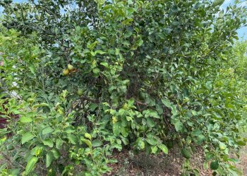 Giardino - Agricultural land Via Carlino
 
50, Mascali - photo 16