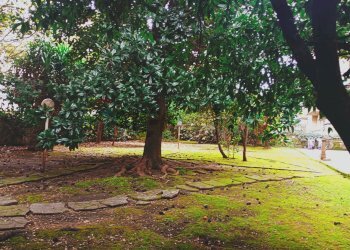 Giardino - Appartamento VIA GEMITO
 
19, Caserta - foto 37