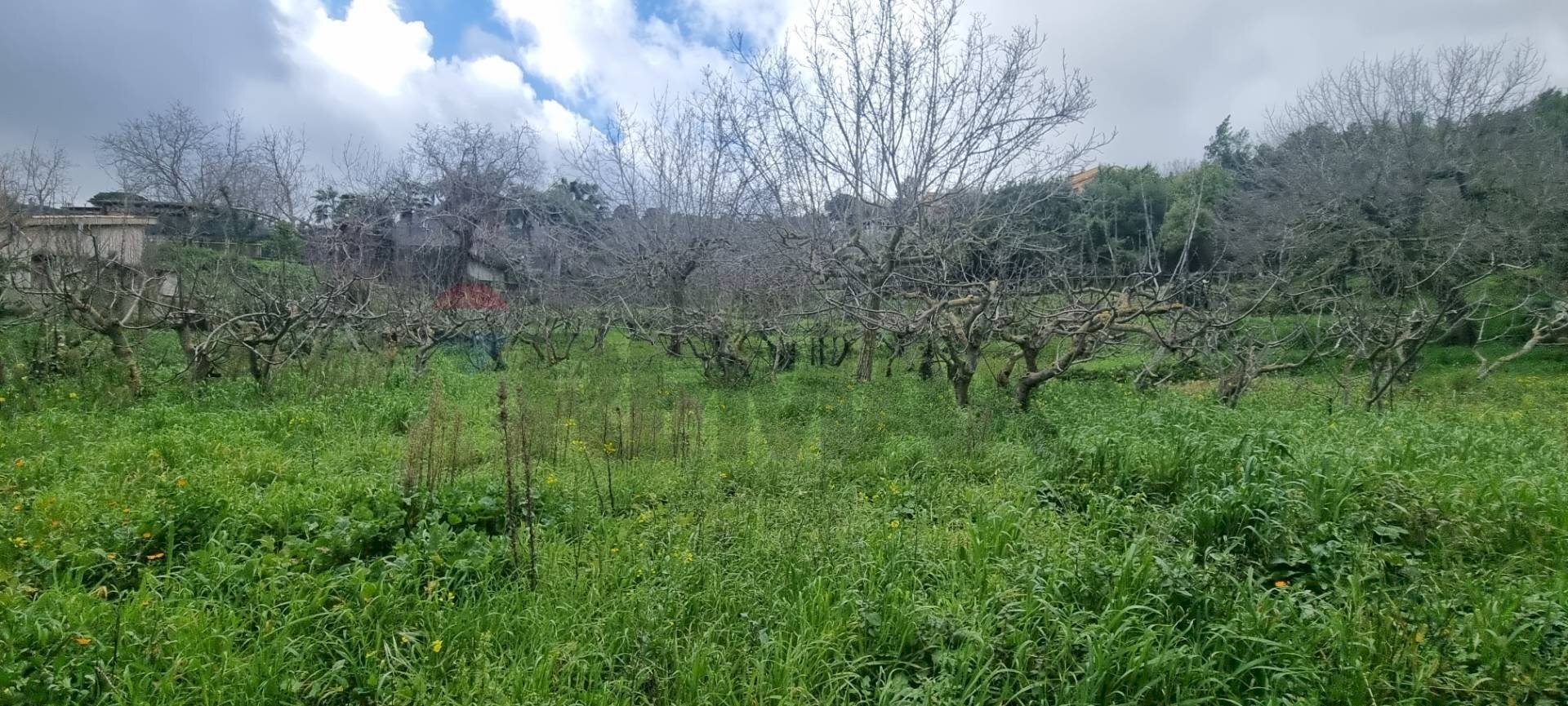 Giardino - Agricultural land Contrada Montagnola, Monreale - photo 3