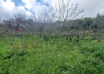 Giardino - Agricultural land Contrada Montagnola, Monreale - photo 3