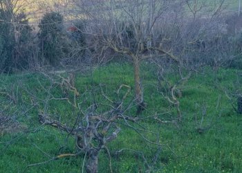 Vista delle montagne - Agricultural land Contrada Montagnola, Monreale - photo 7