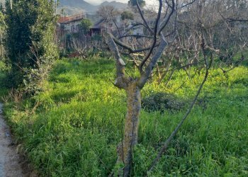 Vista delle montagne - Agricultural land Contrada Montagnola, Monreale - photo 10
