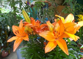 Dettagli - Trilocale Sassello - foto 5